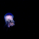 A look at the lion’s mane jellyfish, or cyanea capillata, during a dive in 2018 while on the NOAA ship Okeanos Explorer off the coast of North Carolina, at between 1,660 and 2,388 feet (506 and 728 meters) depth. All the photos in this story are from that dive.